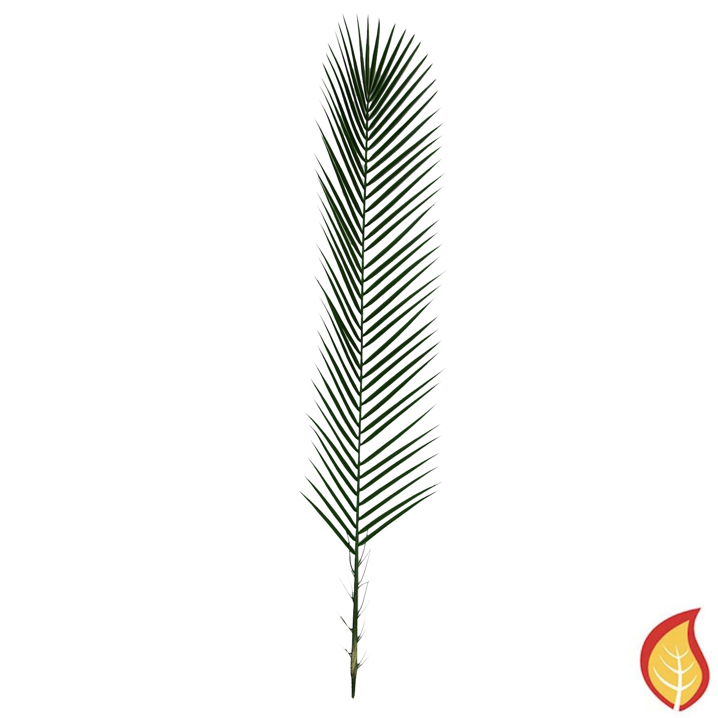 95cm Foliage Palm Phoenix (Fire Resistant)