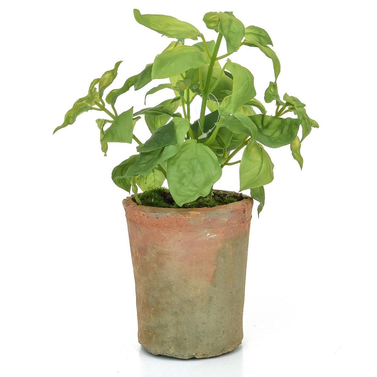 28cm Potted Herb – Basil