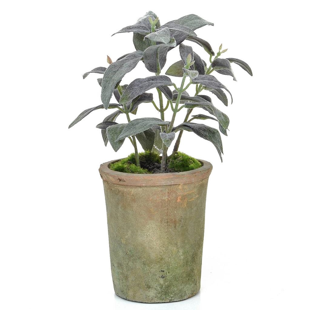 27cm (1ft) Potted Herb Sage - Green