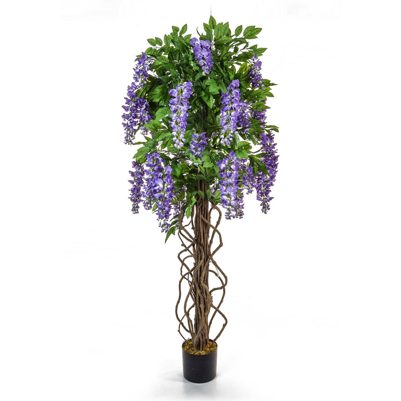 160cm Flowering Wisteria - Purple