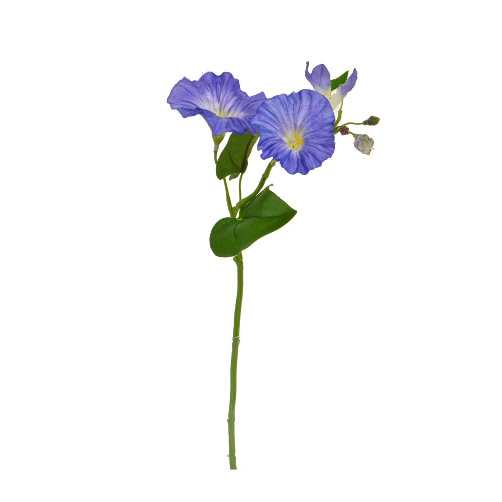25cm Flowering Medium Glory - Blue