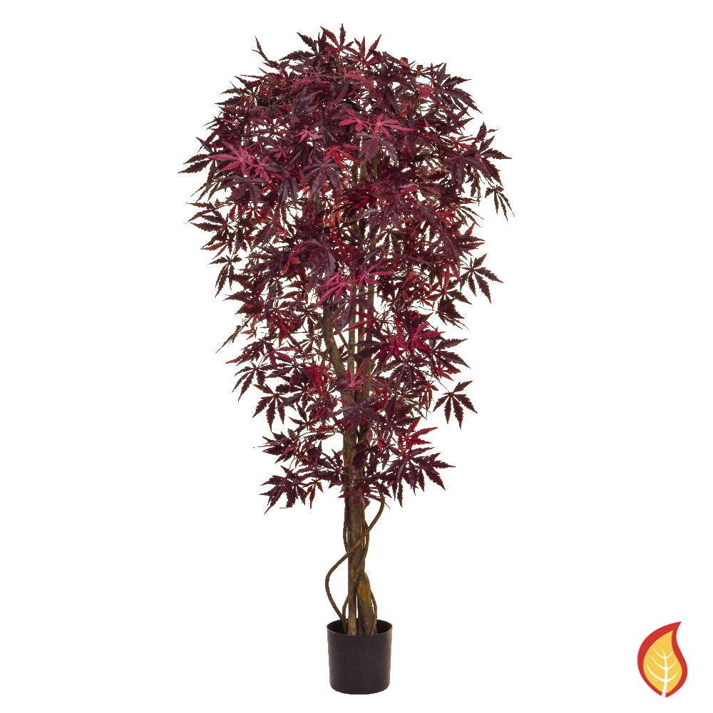 150cm Japanese Maple Burgundy (Fire Resistant)