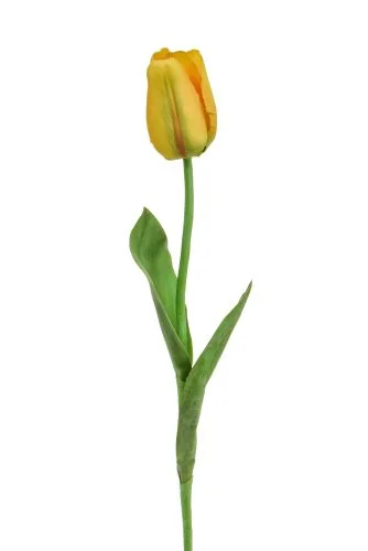 68cm Single Stem Tulip – Elisa Yellow