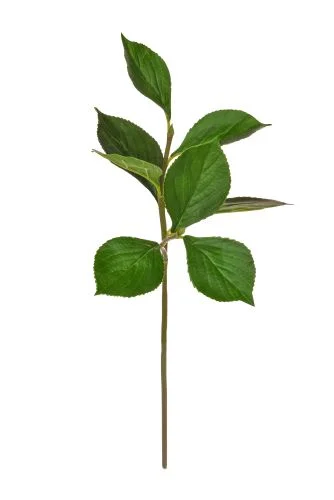 80cm Hydrangea Leaf Spray