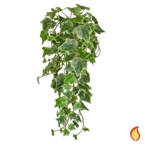 55cm (1.8ft) Trailing Ivy  - Variegated (Fire Resistant)