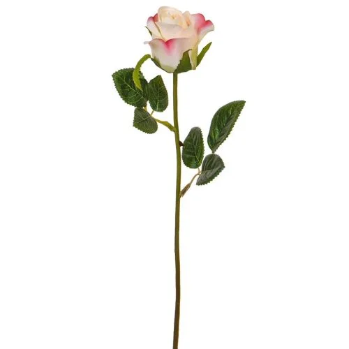 Rose White/Pink (52cm)