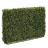 Boxwood Hedges