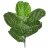 Green Foliage