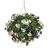 Hanging Baskets
