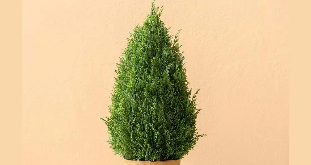 Small Buxus plant in pot