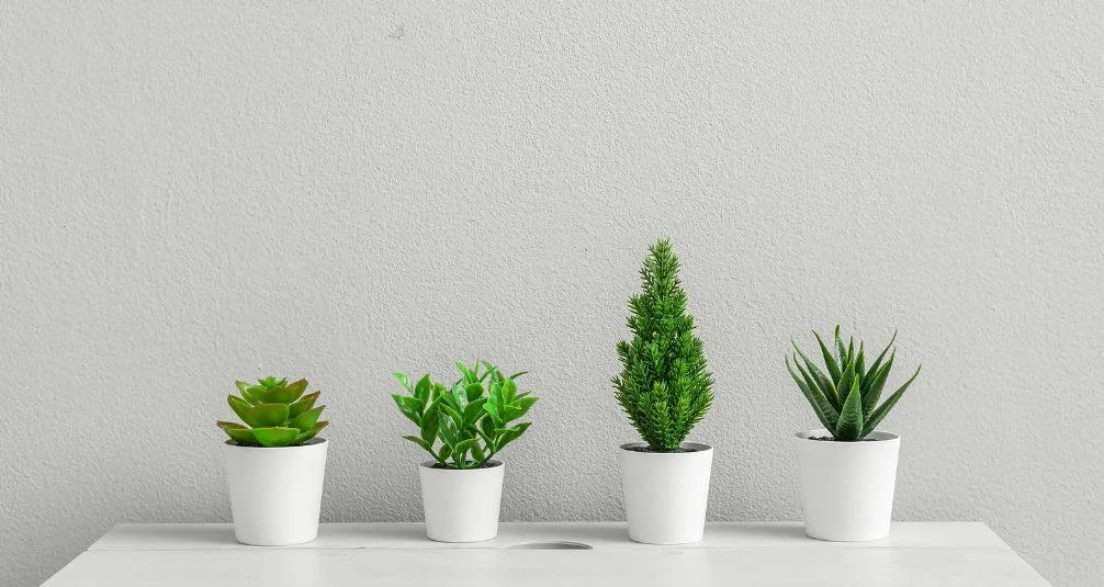 Small potted foliage plants in white pots