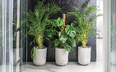 Potted Artificlal Foliage plants
