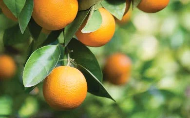 Close up of orange fruits on branch