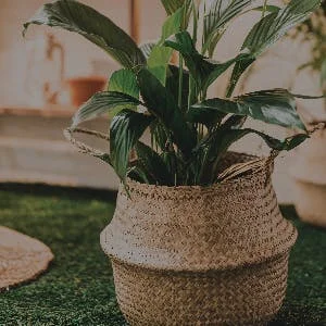 Foliage in Clay Pot