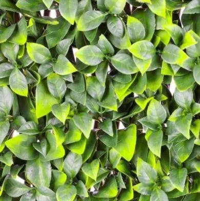 Garden Trellis Hedges