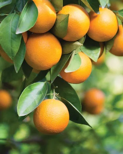 Close up of orange fruits on branch