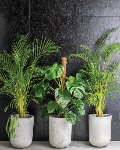 Potted Artificlal Foliage plants