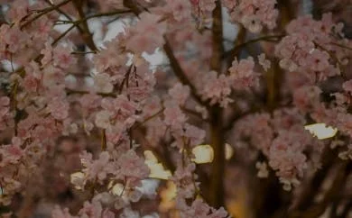 Blossom Tree