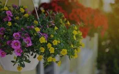Hanging Basket